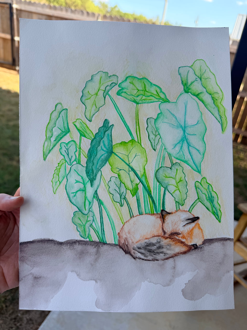 Fox Sleeping Under Elephant Ear Plants - Original Drawing