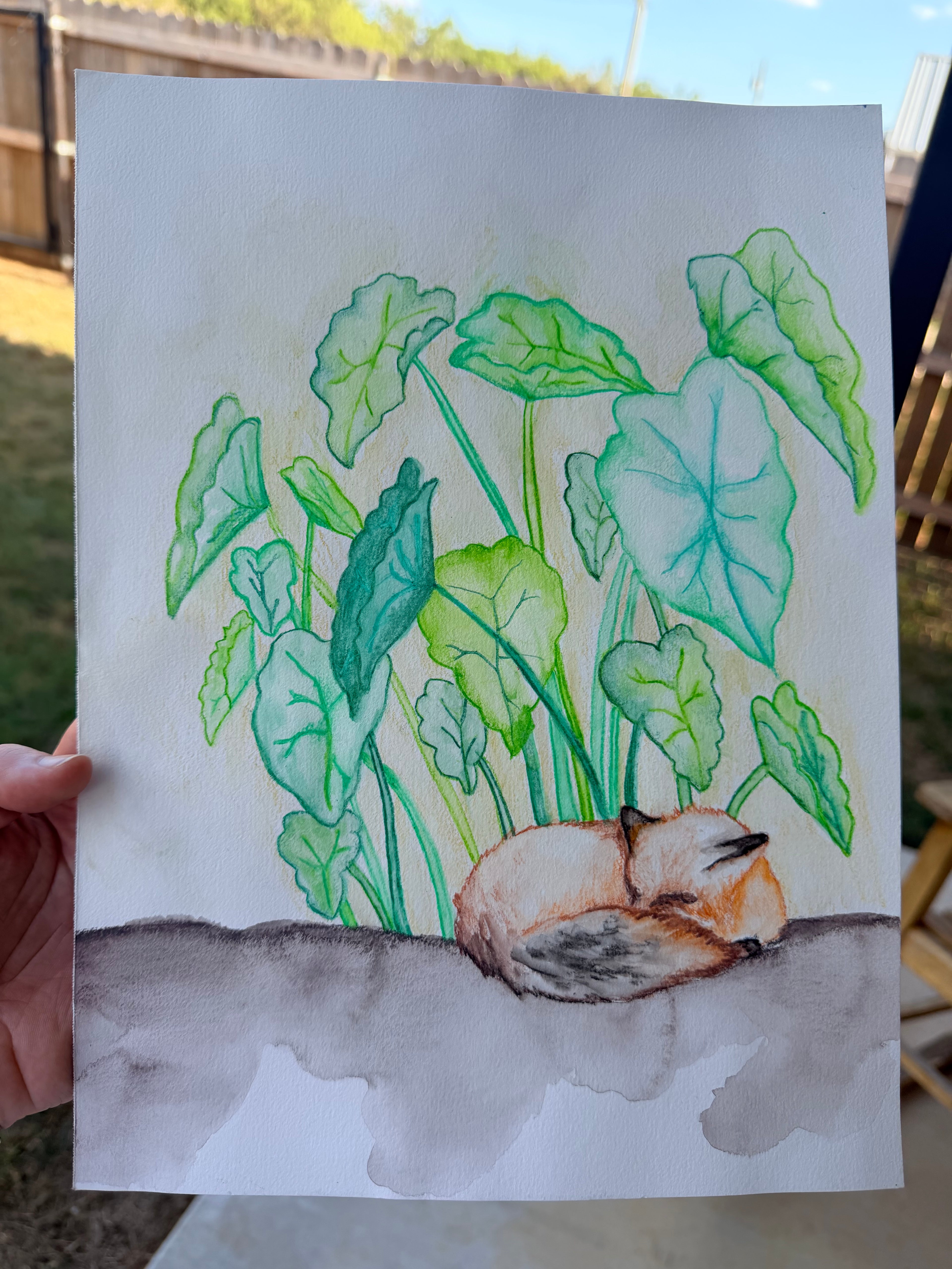 Fox Sleeping Under Elephant Ear Plants - Original Drawing
