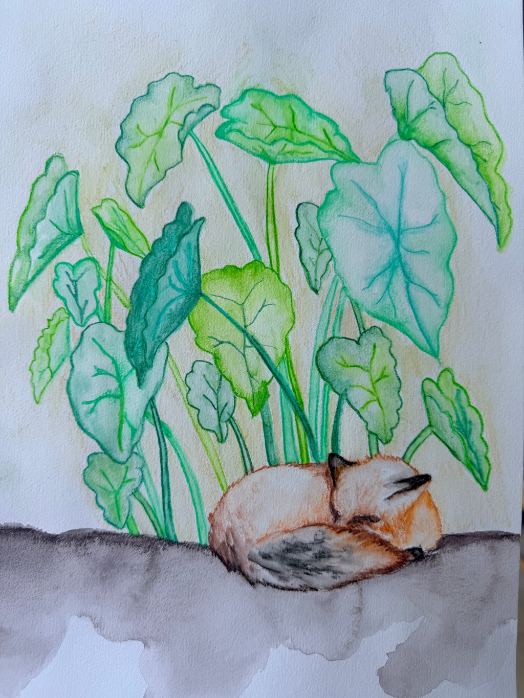 Fox Sleeping Under Elephant Ear Plants - Original Drawing
