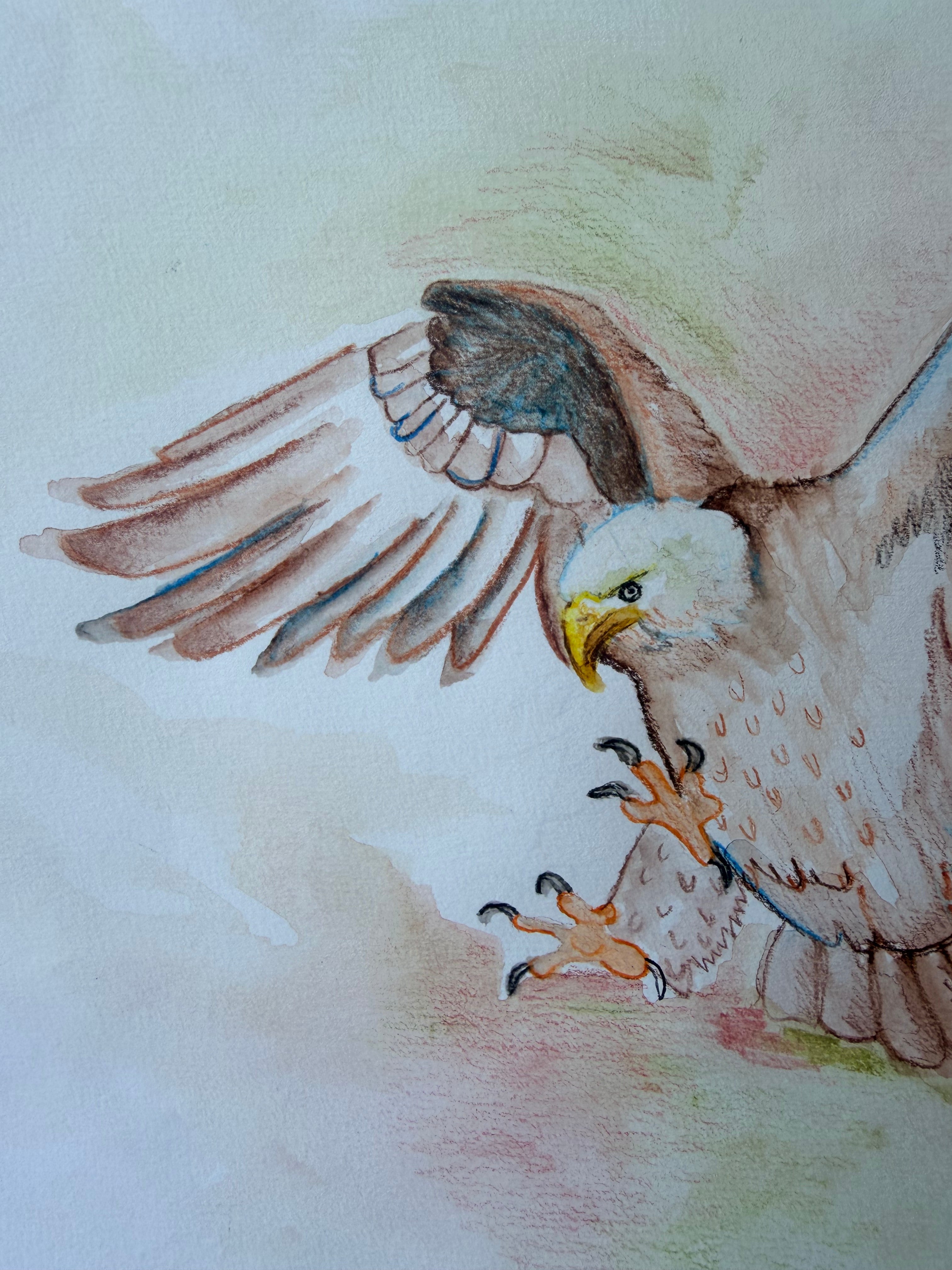 Bald Eagle Landing - Original Drawing
